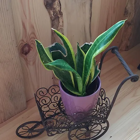 O Sono Arbores Apartment